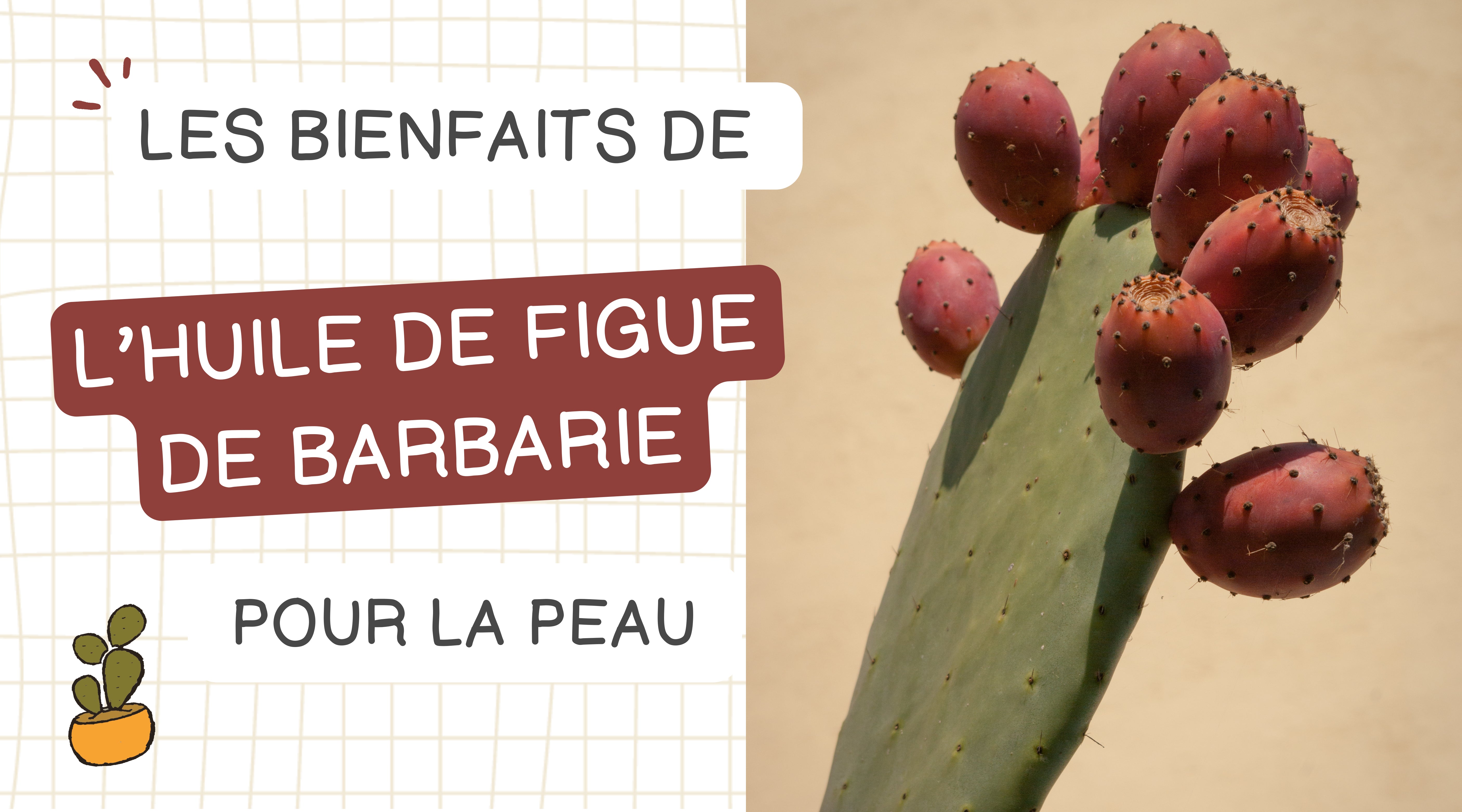 Les bienfaits de lâhuile de figue de Barbarie pour la peau â Le Moly